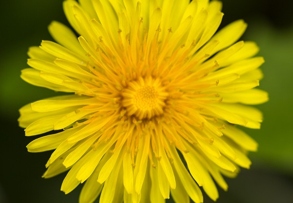 Imagen de cabecera de Dandelion Restaurant