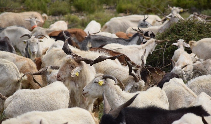 13cabras.72-411.jpg