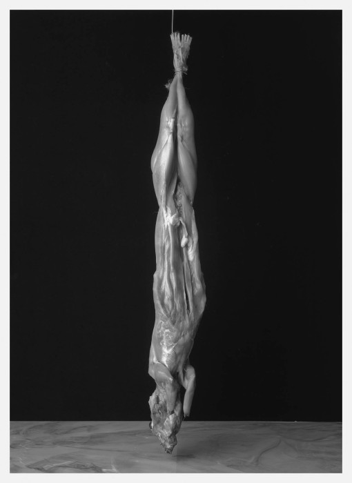 pb1333-conejo-1987.jpg