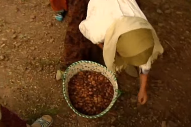 produccion-aceite-de-argan-2-3.png